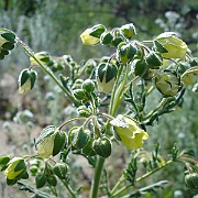 emmenanthe penduliflora